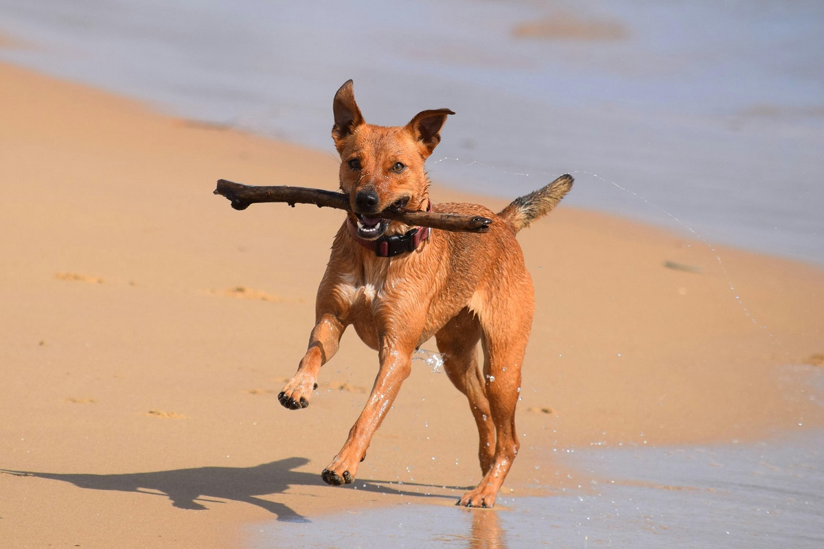 A tan coloured dog runs along the shoreline with a stick in its mouth.