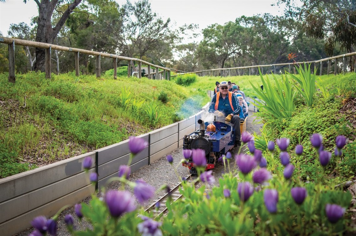 The Wilfred Taylor Reserve is home to MV Rail and its popular miniature train rides; nature play is a key focus of the reserve’s upgrade.