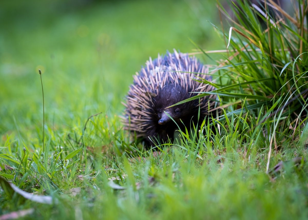 Cherry Gardens animal rescue centre Minton Farm is restoring native wildlife back to health and home in the Onkaparinga region and beyond.