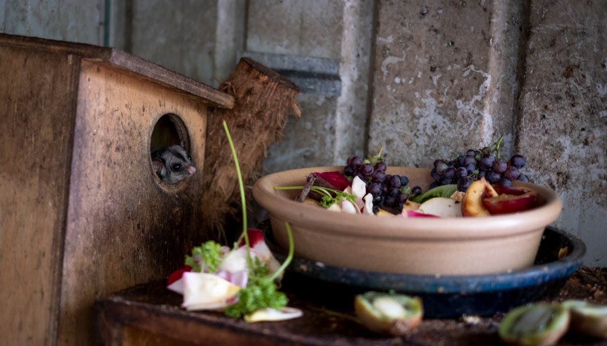 Cherry Gardens animal rescue centre Minton Farm is restoring native wildlife back to health and home in the Onkaparinga region and beyond.