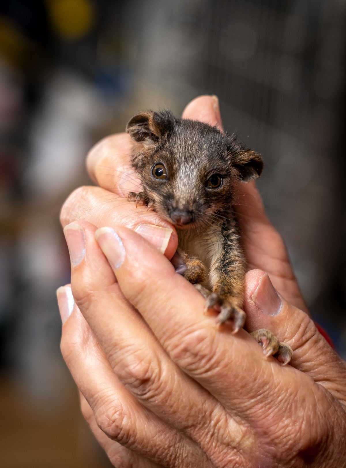 Cherry Gardens animal rescue centre Minton Farm is restoring native wildlife back to health and home in the Onkaparinga region and beyond.
