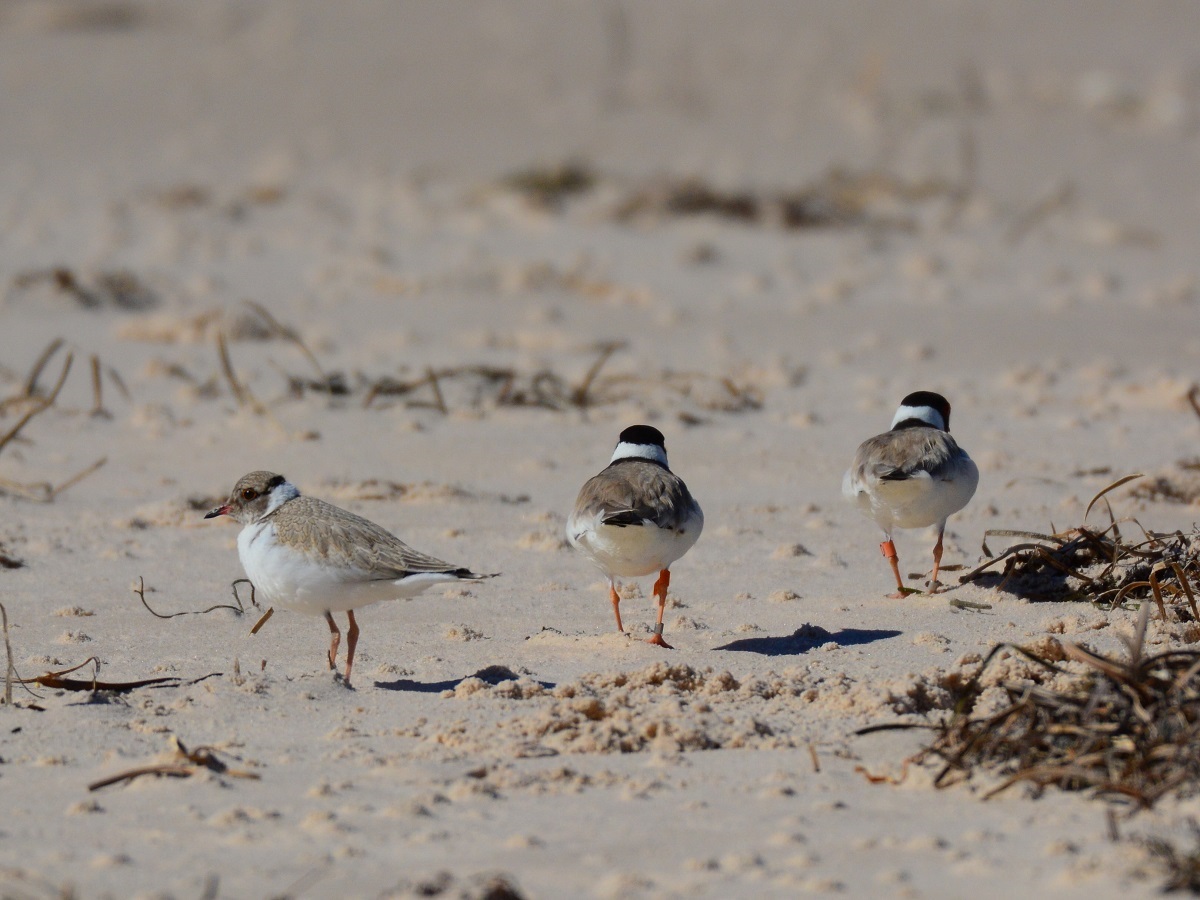 Will with its parents, Harvey and Daphne. Photo: Sue and Ash Read