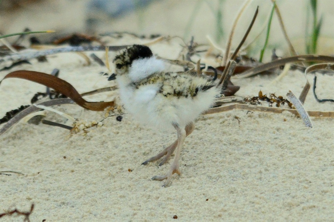 A hooded plover chick stands on the sand at Aldinga Beach.