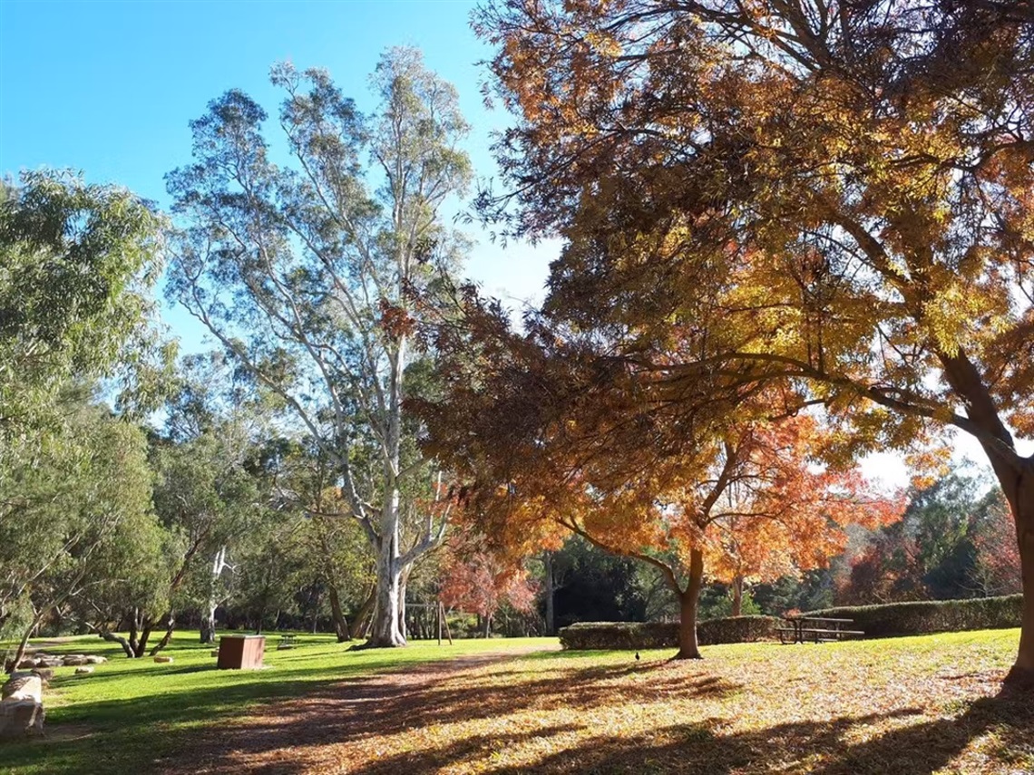 A photo of autumn trees and green grass on a sunny day at the recreation ground.