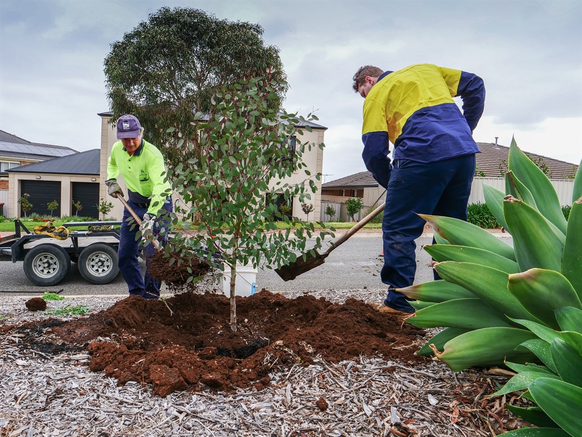 Two high-vis-clad council workers with shovels plant a tree on a roadside verge.