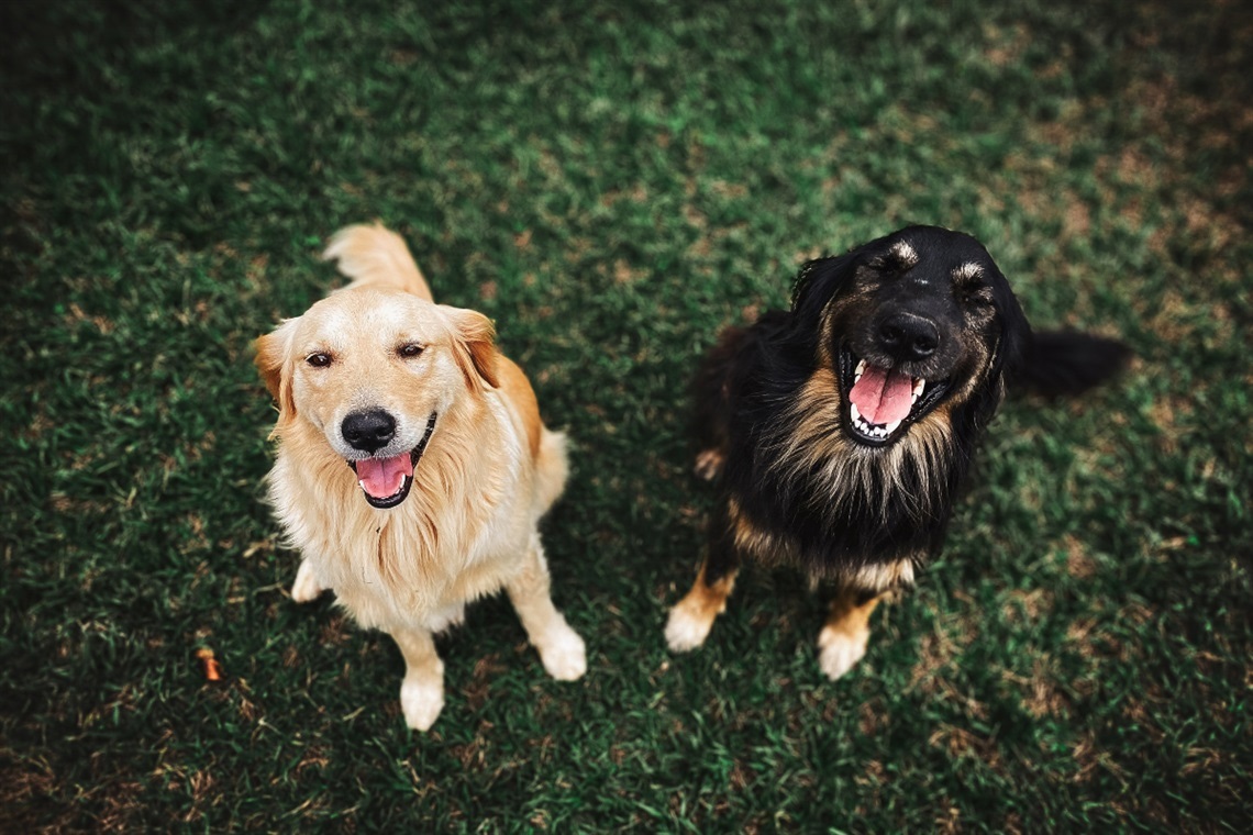 Two dogs, one golden Labrador and a black-and-tan dog sit on grass and appear to smile up at the camera.