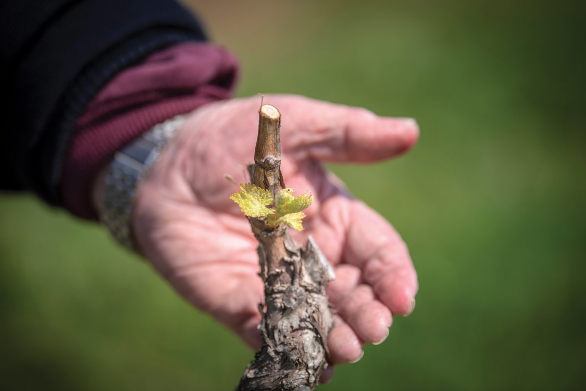 d’Arry nurtures the next generation of Grenache.