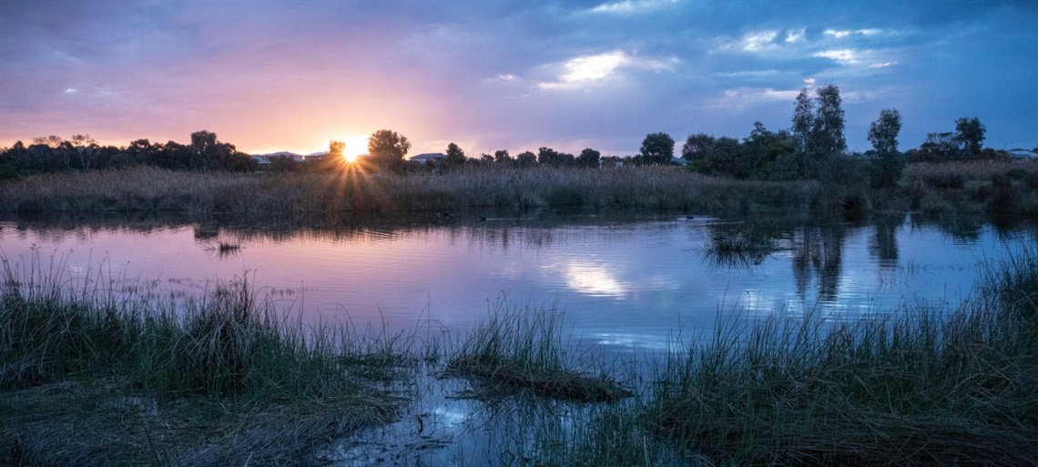 Wetland