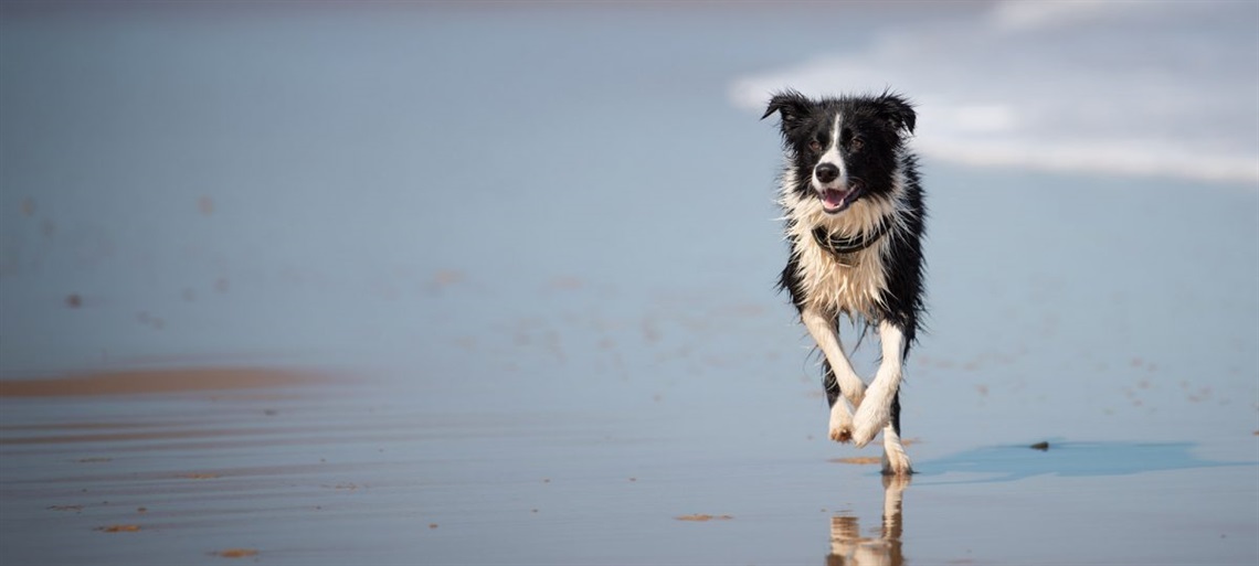 THE LEASH-FREE AREA  at O’Sullivan Beach is enjoyed by dogs and their owners.