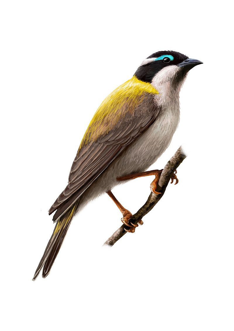 Black-chinned Honeyeater (Melithreptus gularis). Louis Decrevel© 2019.