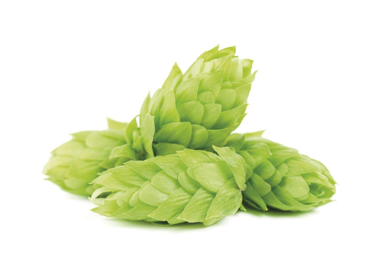 Hops