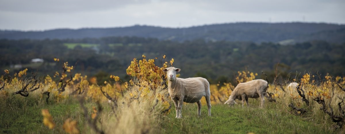sheep pluck and prune winter vineyards