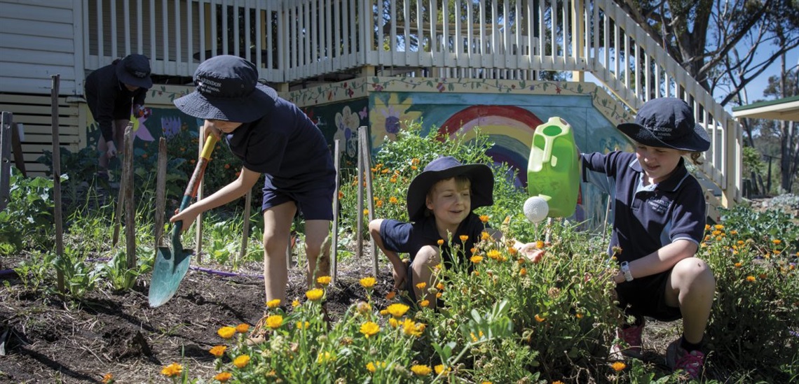 Luca, Perry and Molise tend the school’s kitchen garden; finding pine beetles add to the experience; Luca harvests Lemon Myrtle leaves