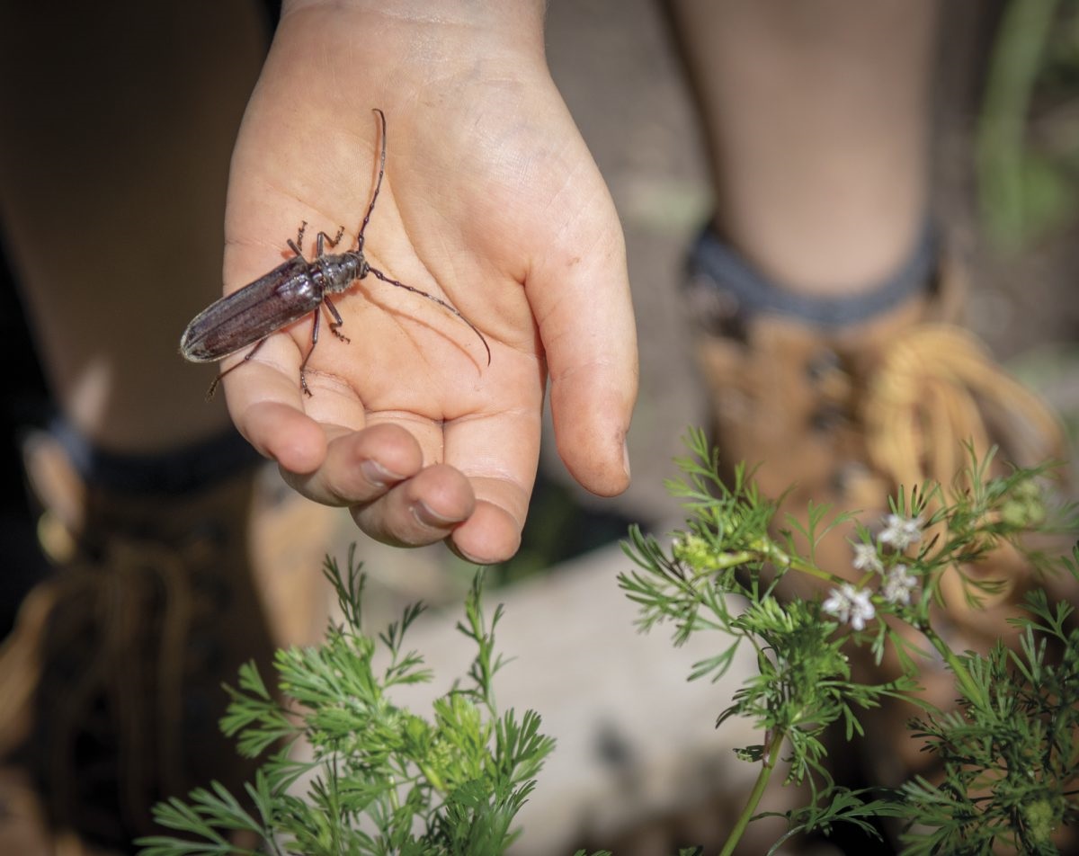 Luca, Perry and Molise tend the school’s kitchen garden; finding pine beetles add to the experience; Luca harvests Lemon Myrtle leaves.