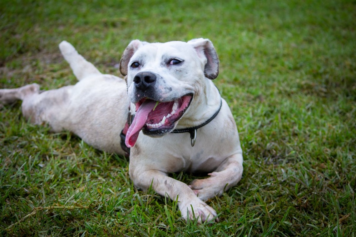 Appaws for Dinton Farm Dog Park