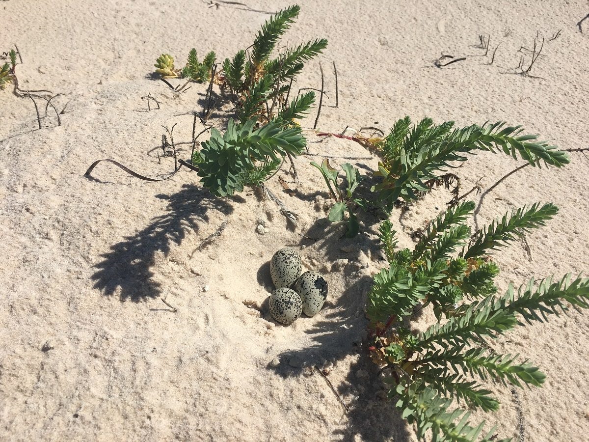 EGGS AT PORT WILLUNGA