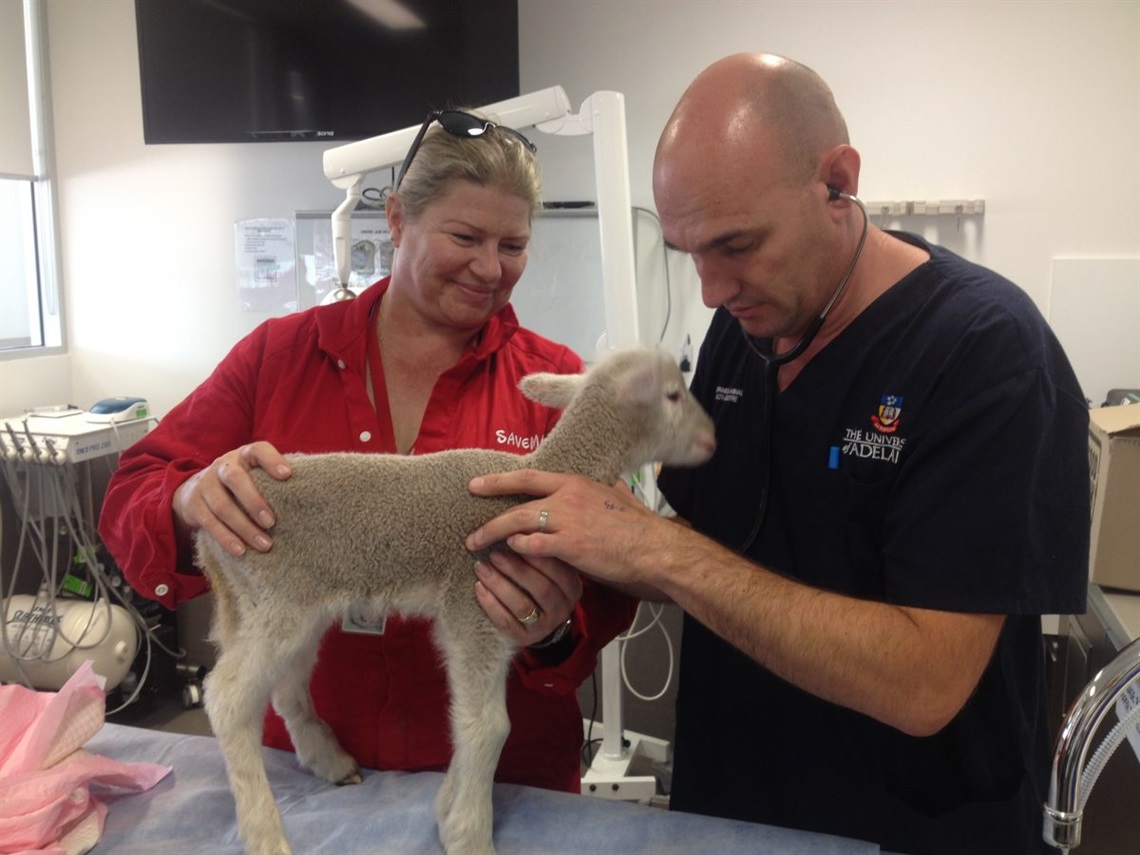 SAVEM volunteers nurse Linda and Dr Oliver with Sooty.