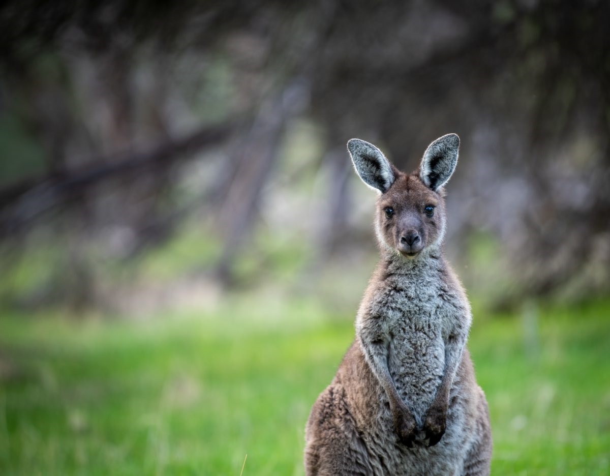 wildlife abounds in the national park.