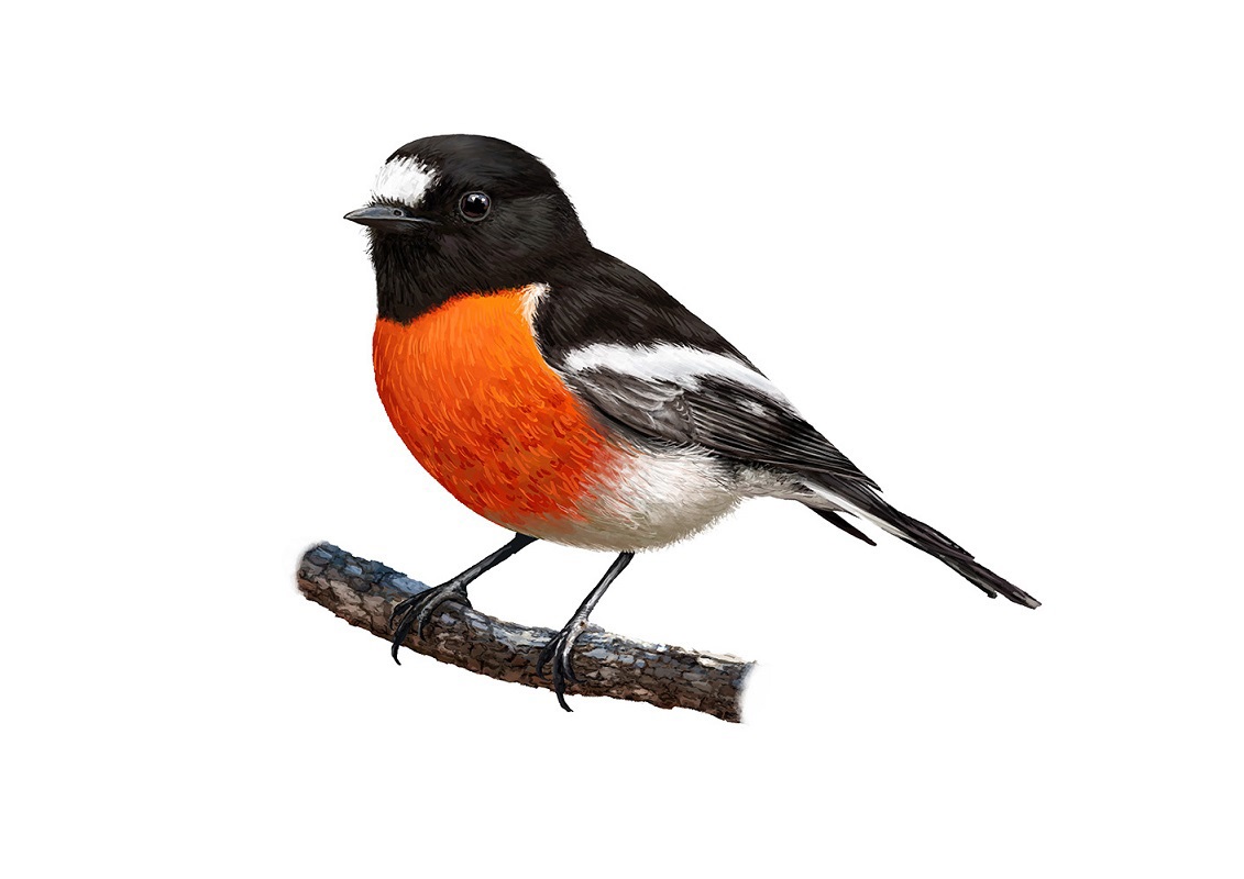 Scarlet Robin (Petroica boodang). Louis Decrevel© 2019.