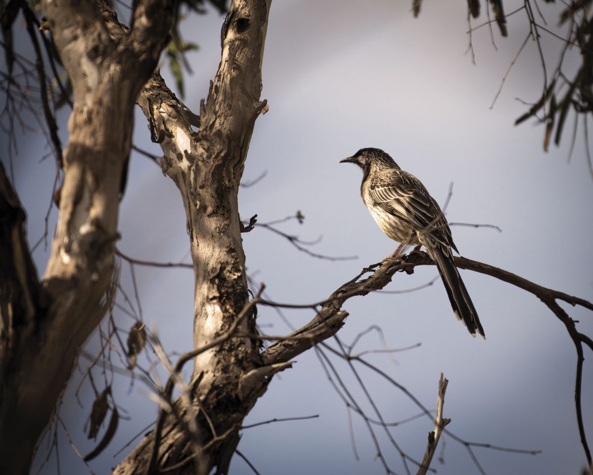 Onkaparinga’s coastal fauna and flora