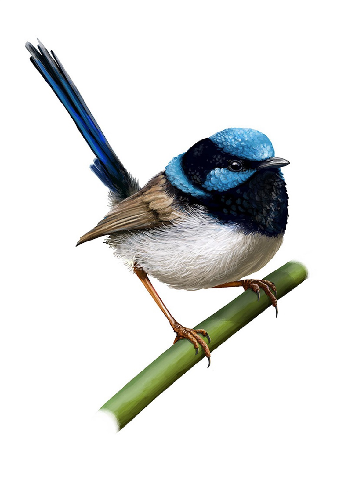 Superb Fairywren (Malurus cyaneus). Louis Decrevel© 2019.