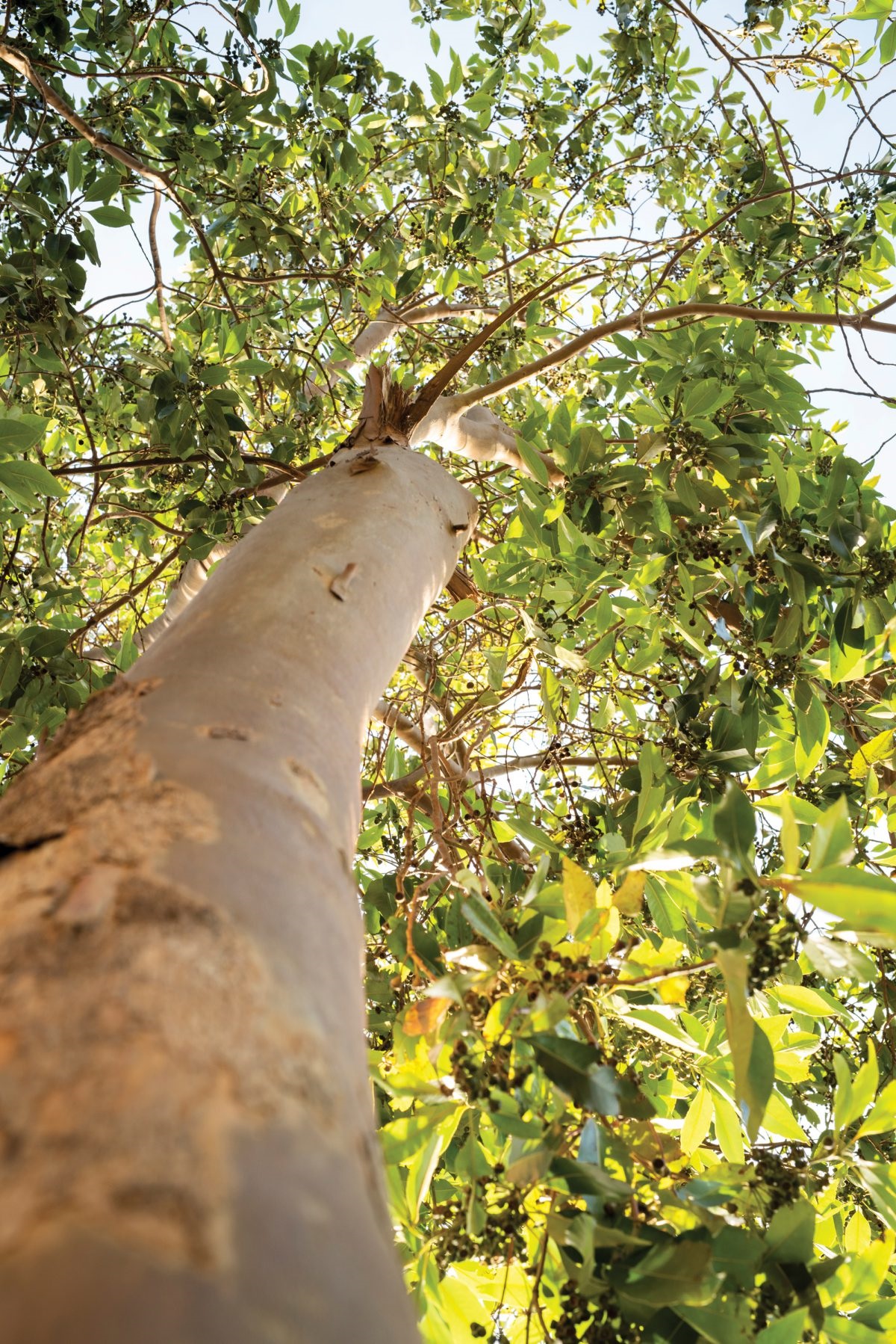 a legacy tree