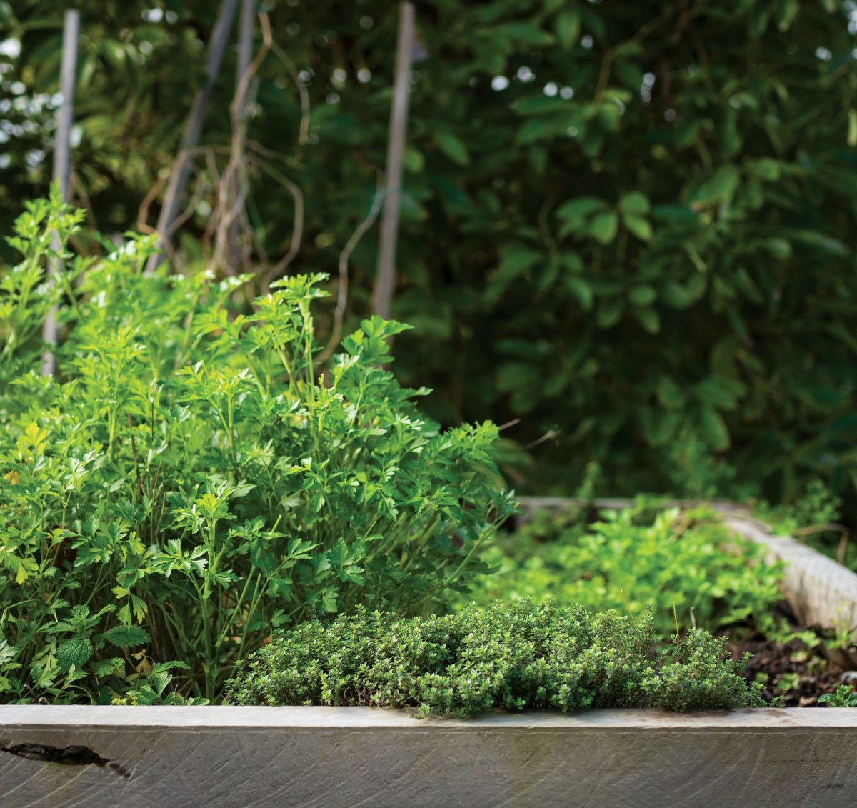 hardy herbs and water features can help cool the home.