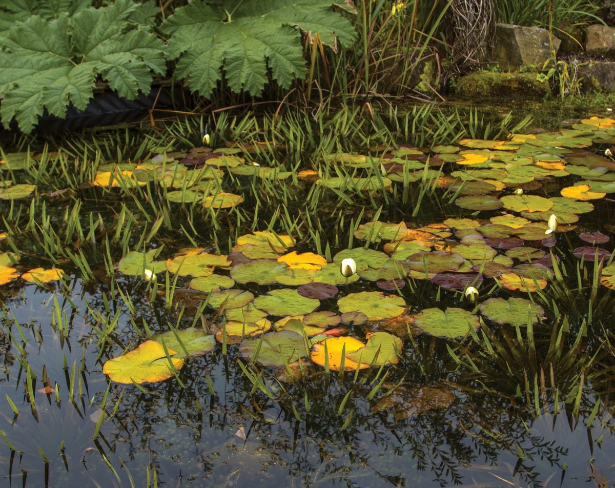 hardy herbs and water features can help cool the home.