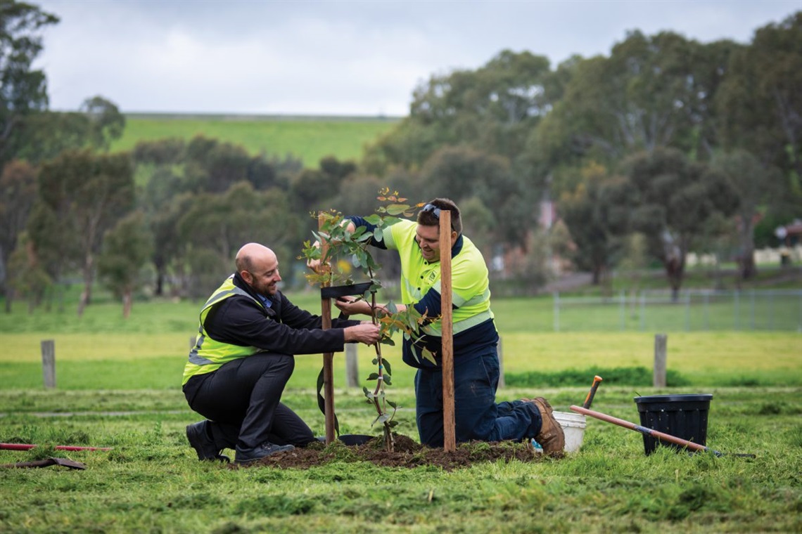 Ian Seccafien and Danny Crozier, together with the Urban Forest team, plant legacy trees at Serpentine reserve in O’Halloran Hill