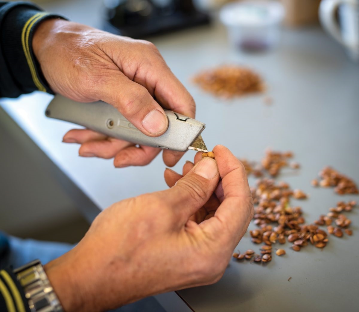 native seeds are extracted from pods by volunteer Noel Pearson