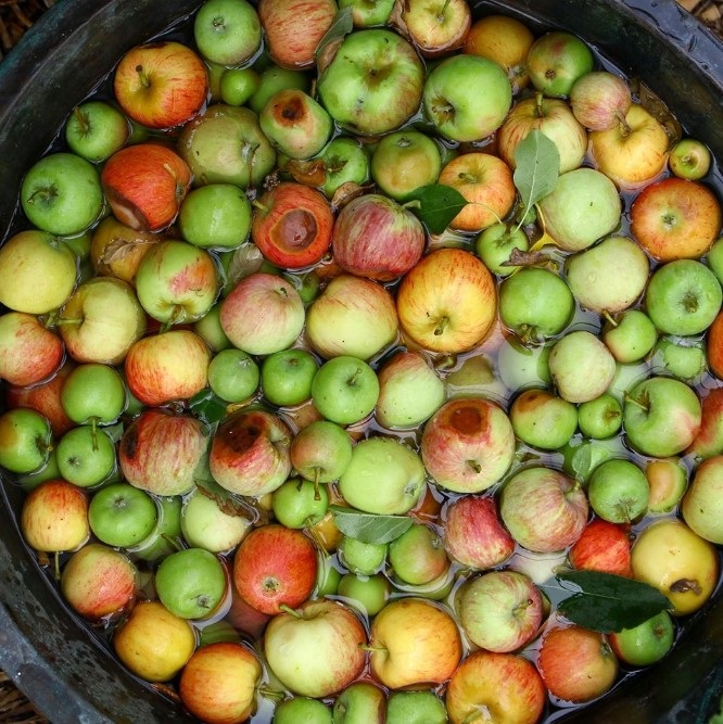 Windfall, damaged and excess apples are being put to good use by The Food Embassy and McCarthy's Orchard.