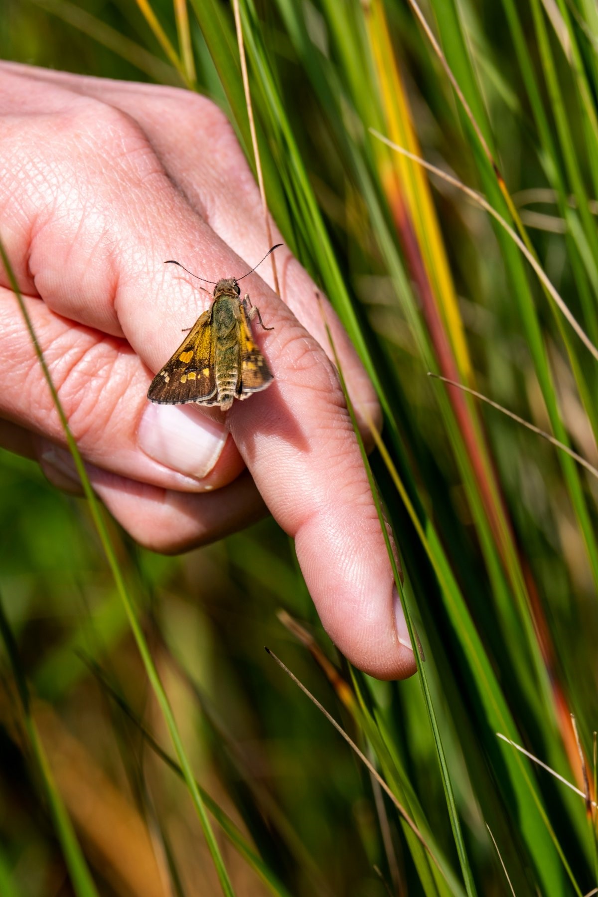 releasing a new brood of Yellowish Sedge Skipper butterfly pupae to repopulate the species