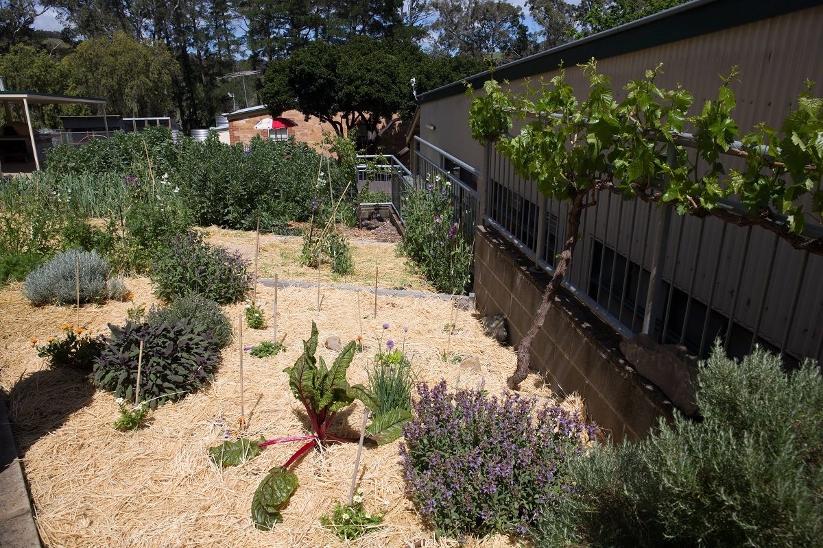 Best Edible School Garden: Clarendon Primary School