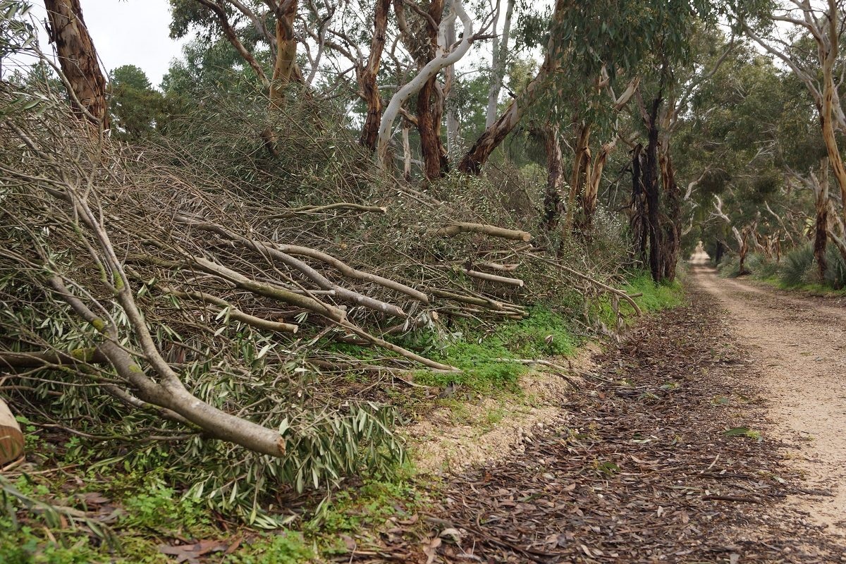 City of Onkaparinga's Ian Hockley, Hills and Fleurieu Landscape Board's Dana Miles and Blewett Springs resident Becky Hirst inspecting a lane cleared of feral olive trees.