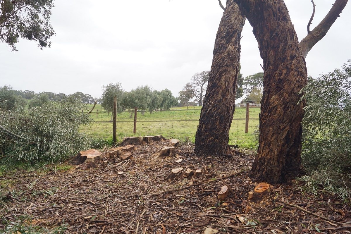 City of Onkaparinga's Ian Hockley, Hills and Fleurieu Landscape Board's Dana Miles and Blewett Springs resident Becky Hirst inspecting a lane cleared of feral olive trees.