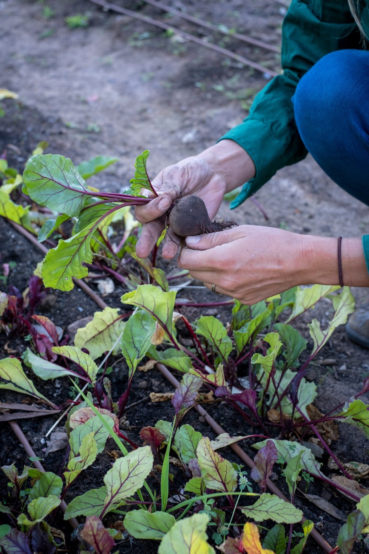Bec Walker and John Walker enjoy their harvest of healthy food; volunteers help with the many activities that need to be done in the garden.