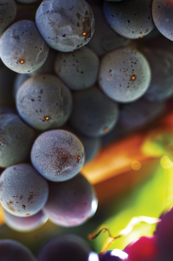 Grapes
