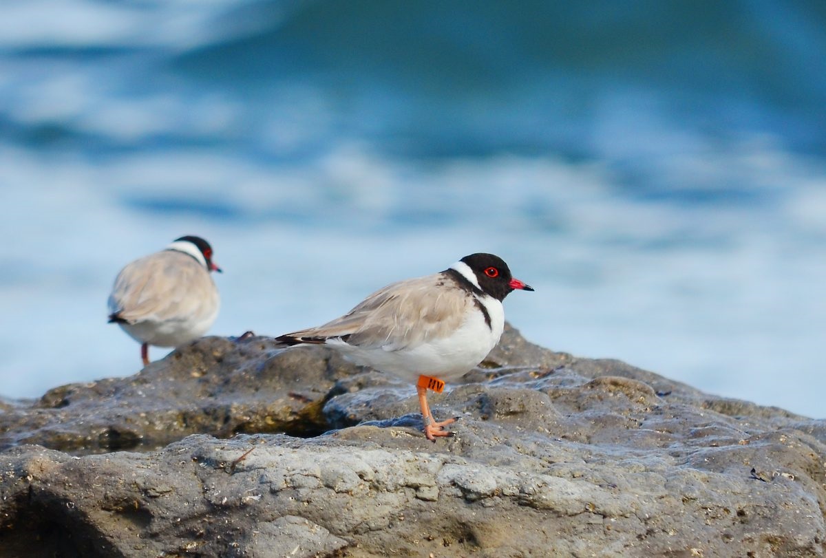 Hooded Plover