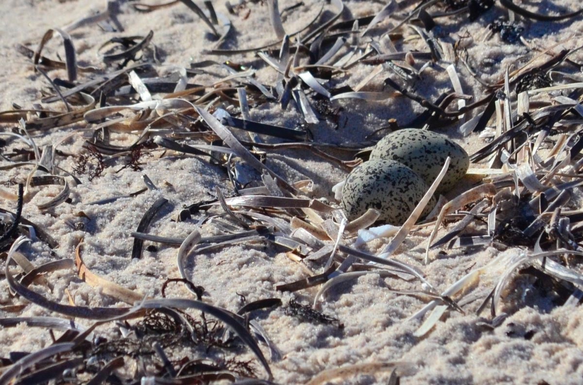 Hooded Plover