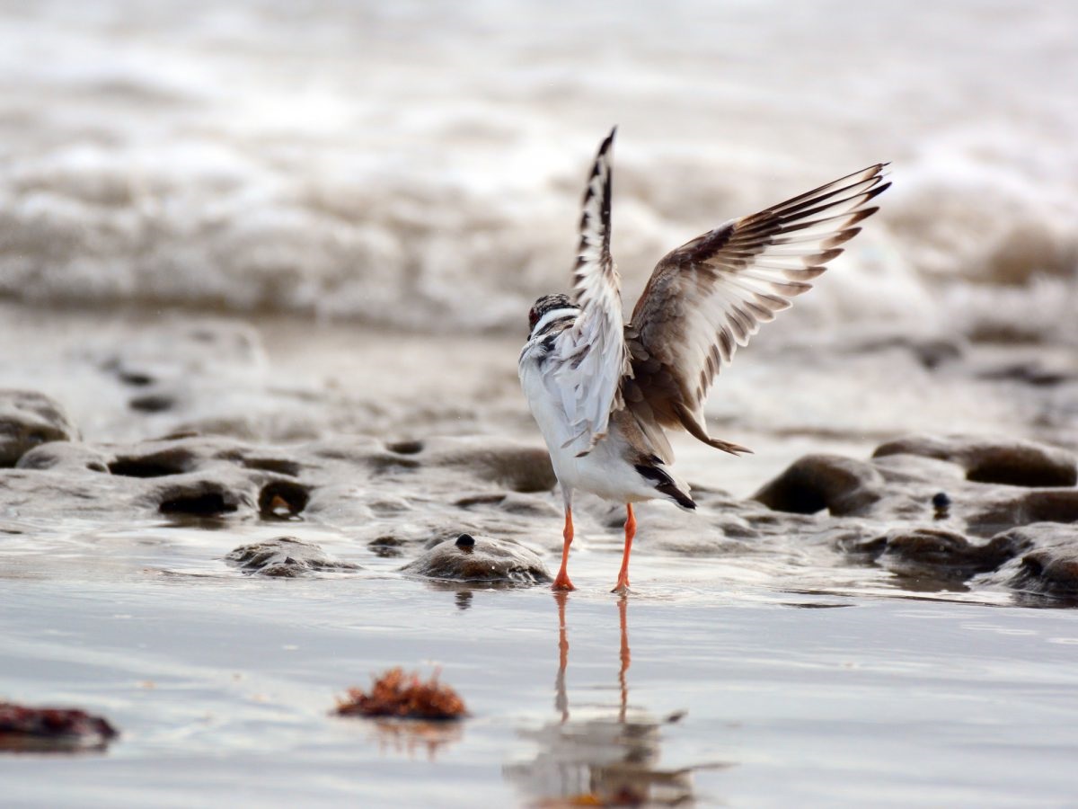 Hooded Plover
