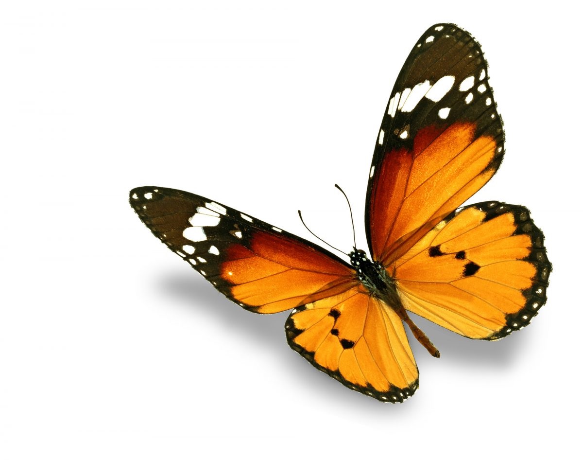 Monarch butterfly