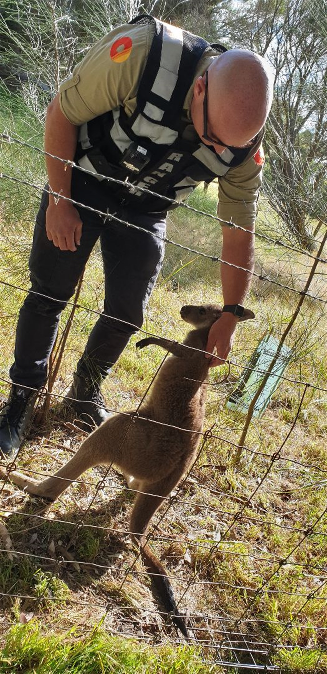 Trained council ranger Trevor helps free the joey from the fence.