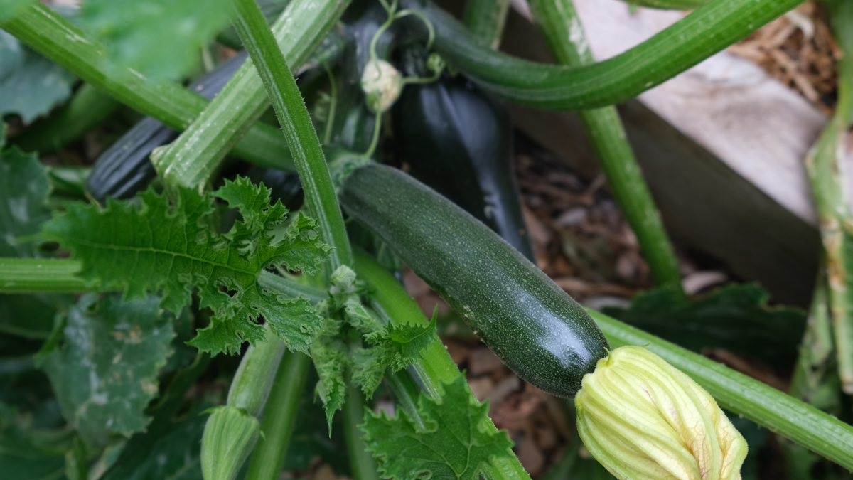 some of the produce from the garden