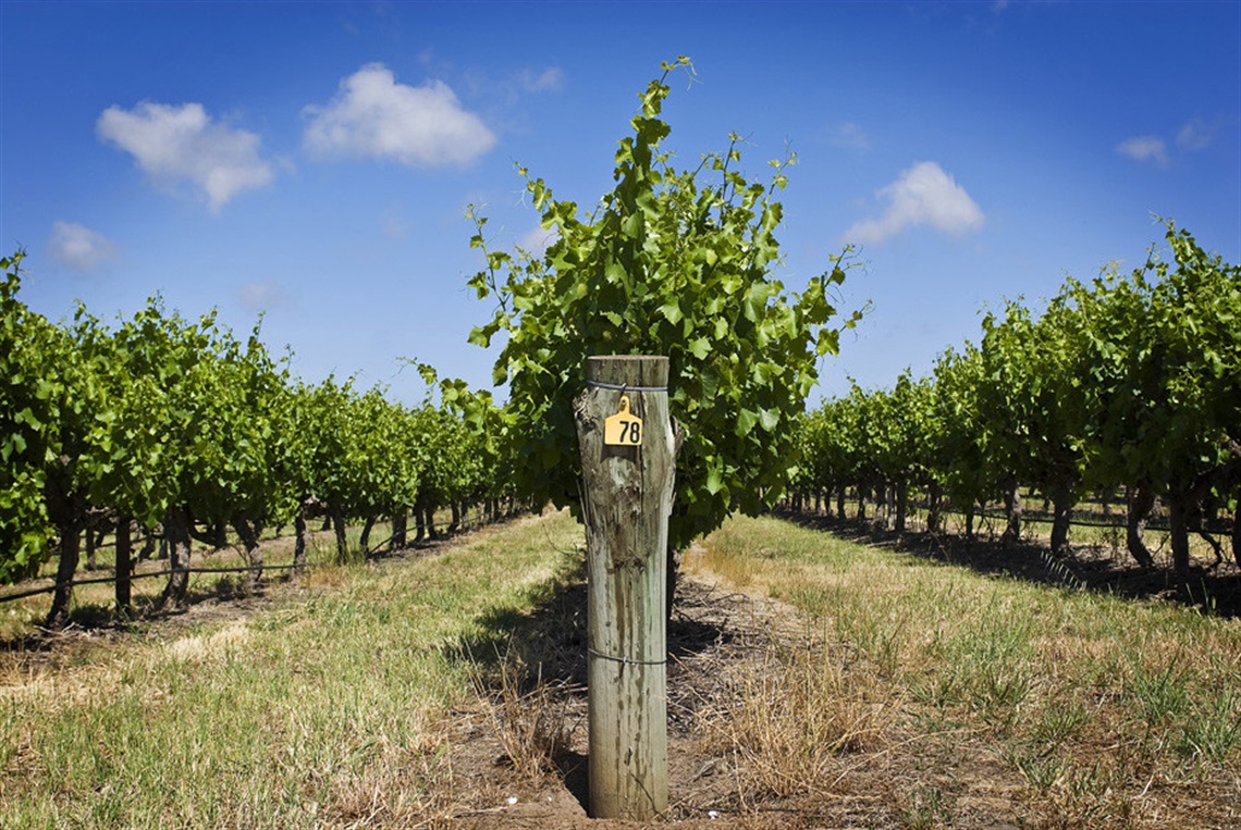 McLaren Vale vineyards