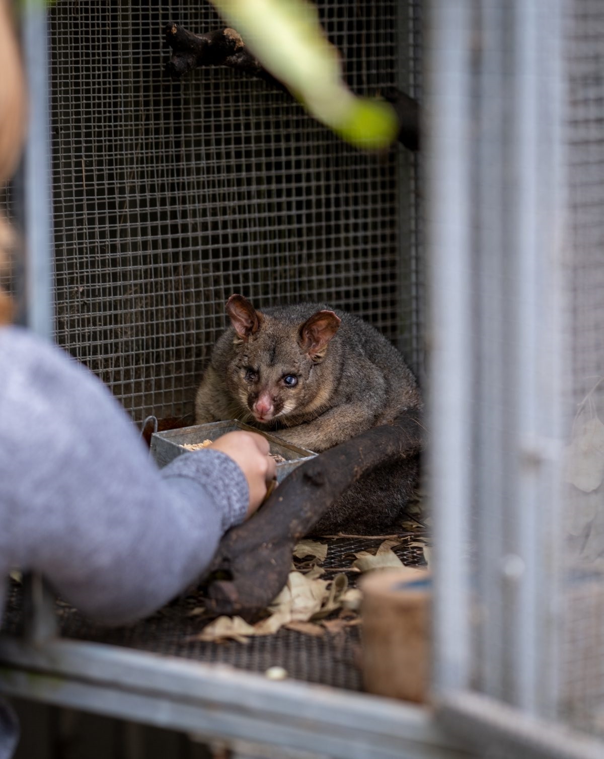 Cherry Gardens animal rescue centre Minton Farm is restoring native wildlife back to health and home in the Onkaparinga region and beyond.