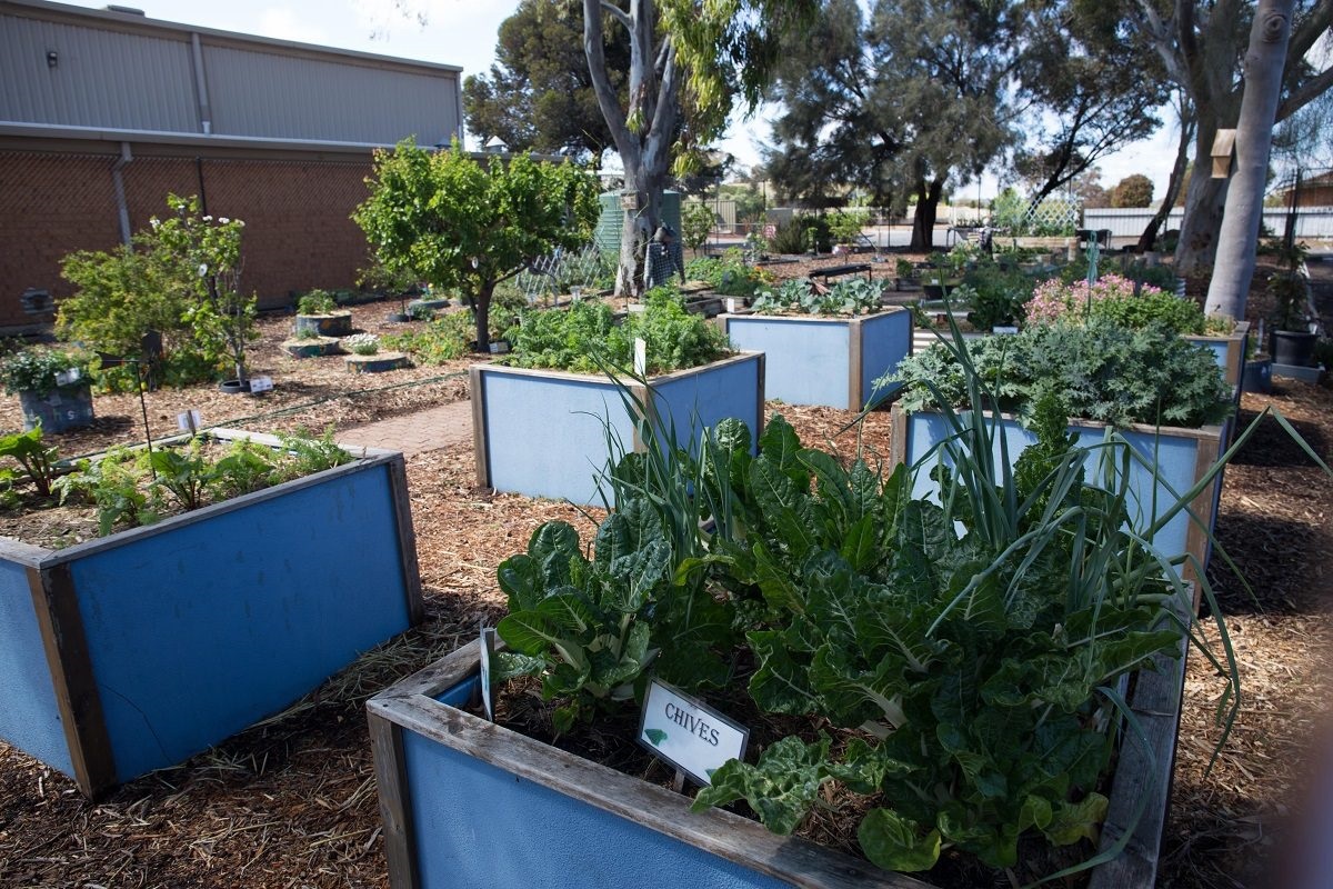 Best School Garden: Pimpala Primary School