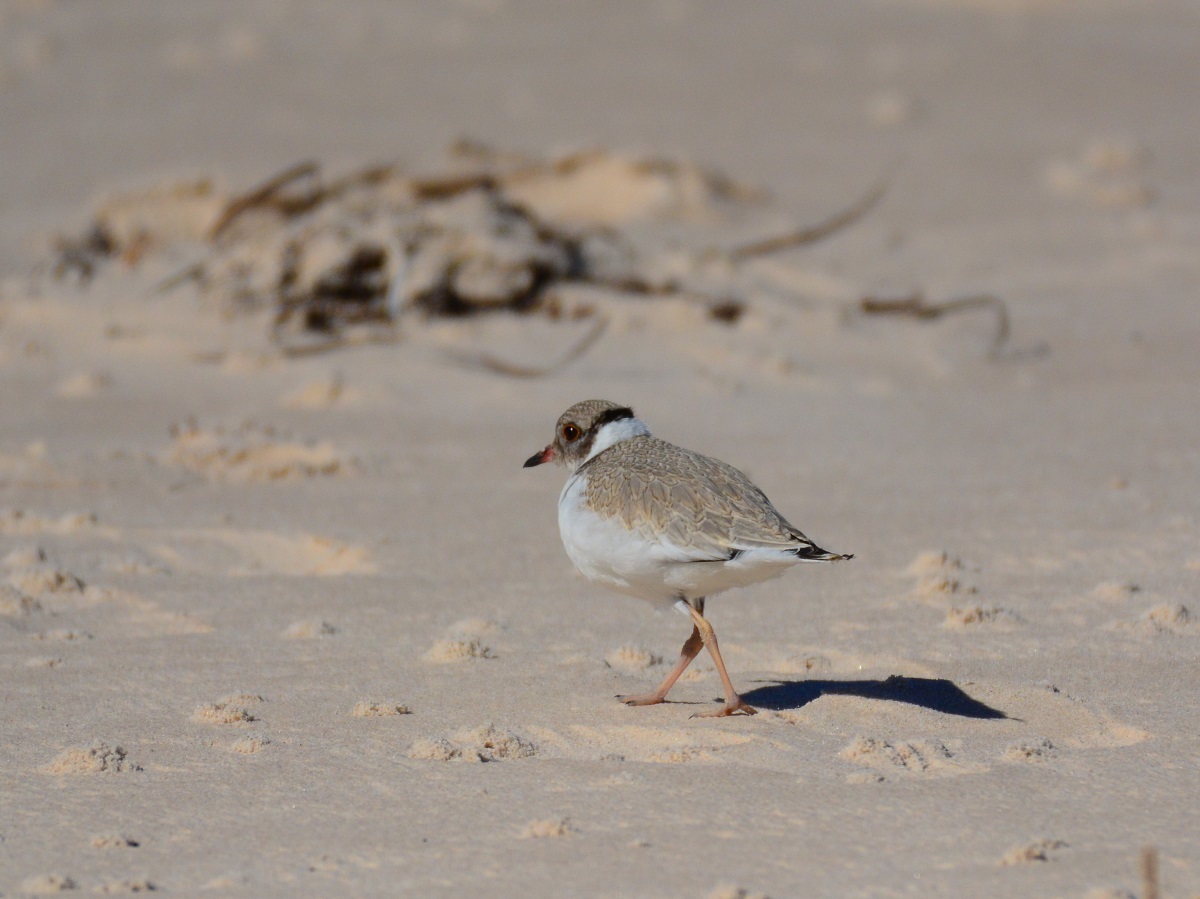 At home in Port Willunga. Photo: Sue and Ash Read
