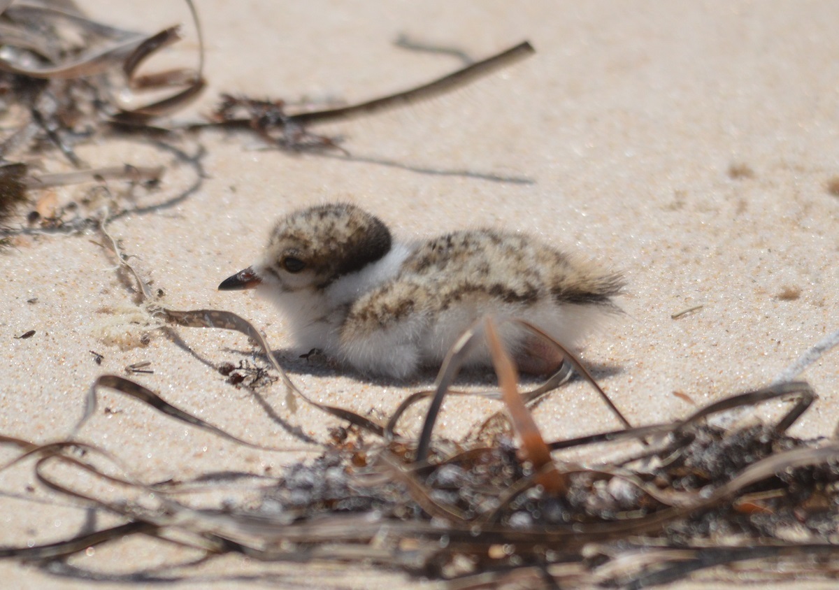 Star is another chick born at Port Willunga, born early December (different parents to Harvey and Daphne).