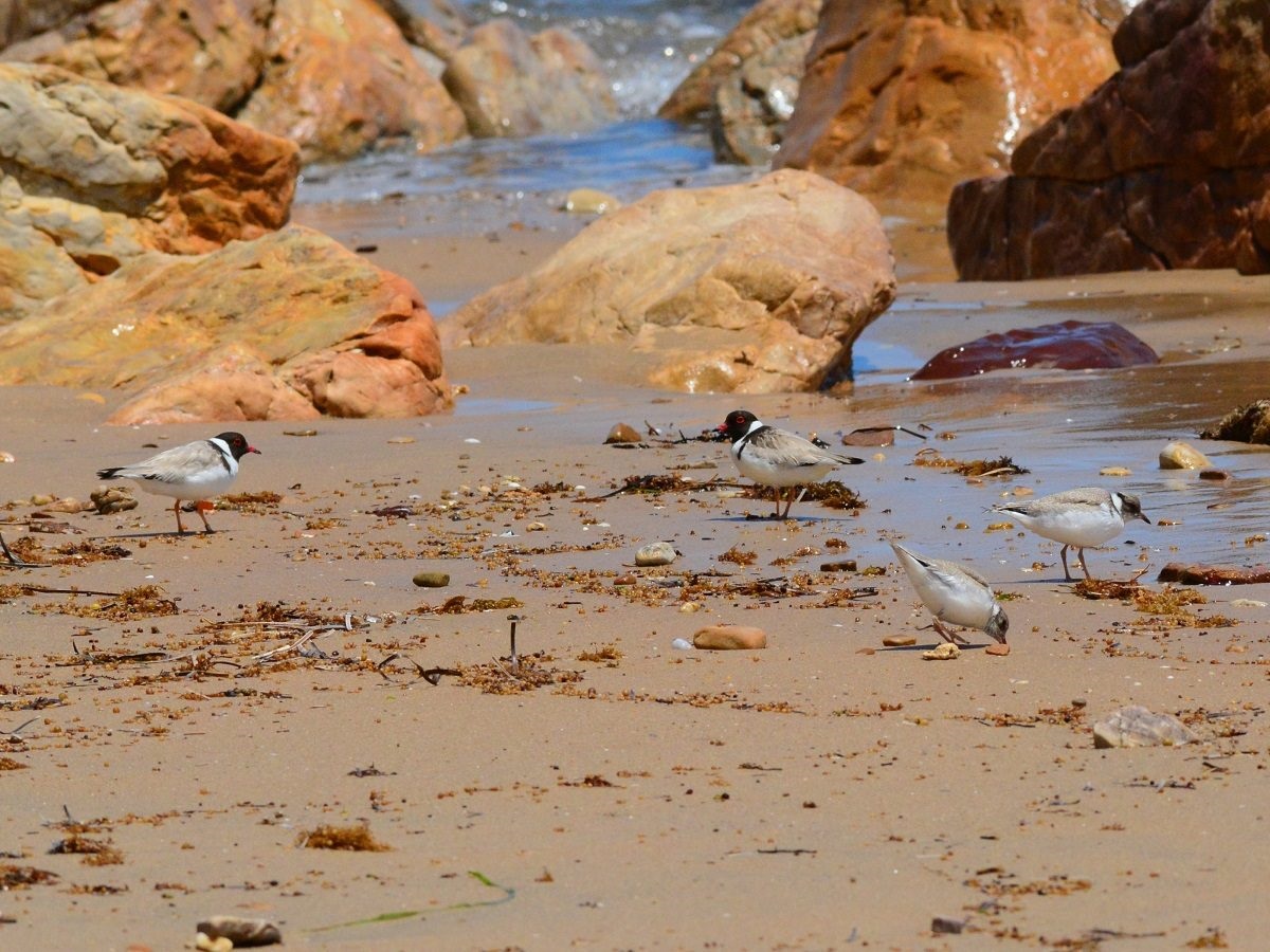 MEET THE NEW CHICKS AT OCHRE COVE