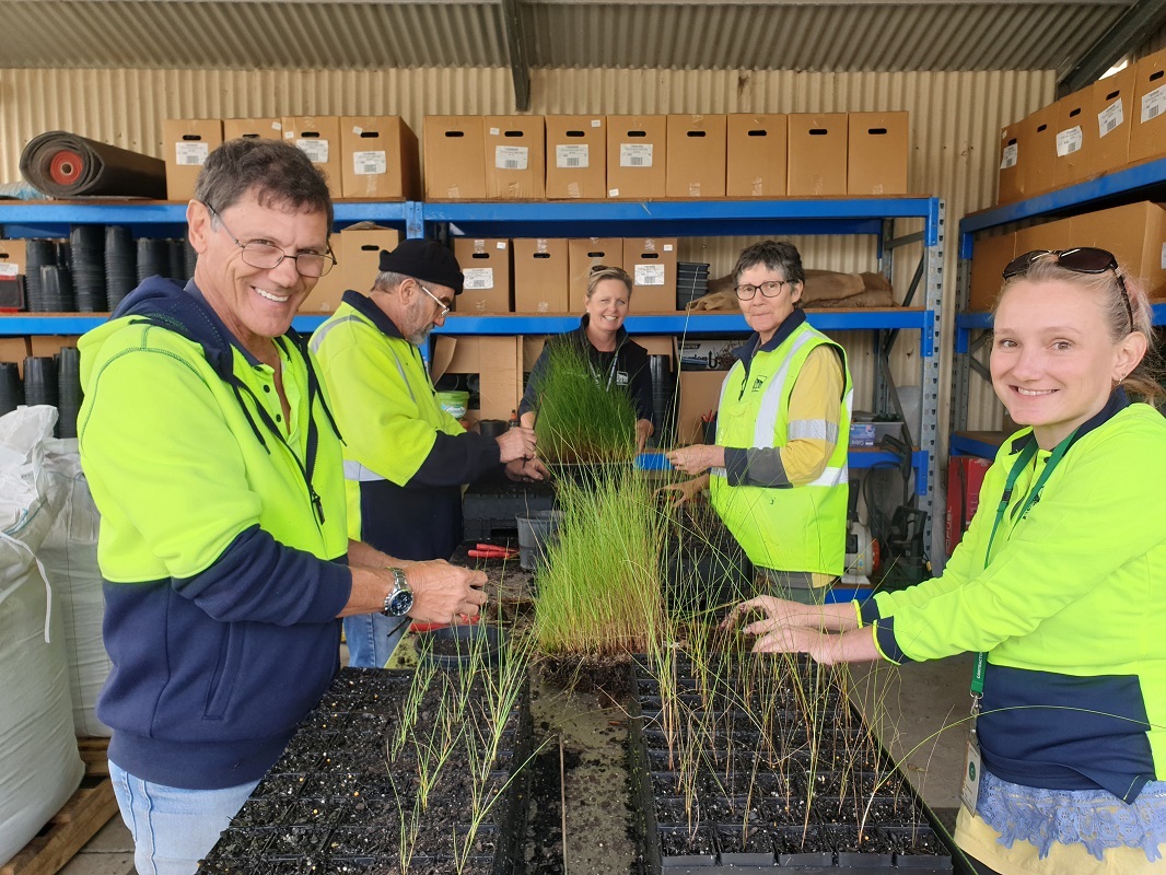 Propagating Thatching Grass at the City of Onkaparinga Nursery.